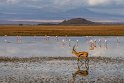 088 Amboseli Nationaal Park